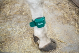 GEA CowScout al piede